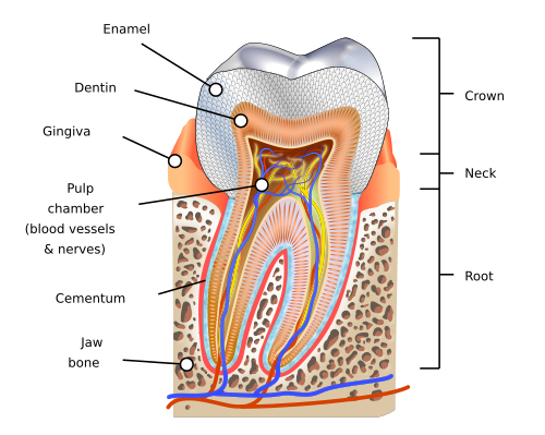 Human_tooth_diagram-en.svg